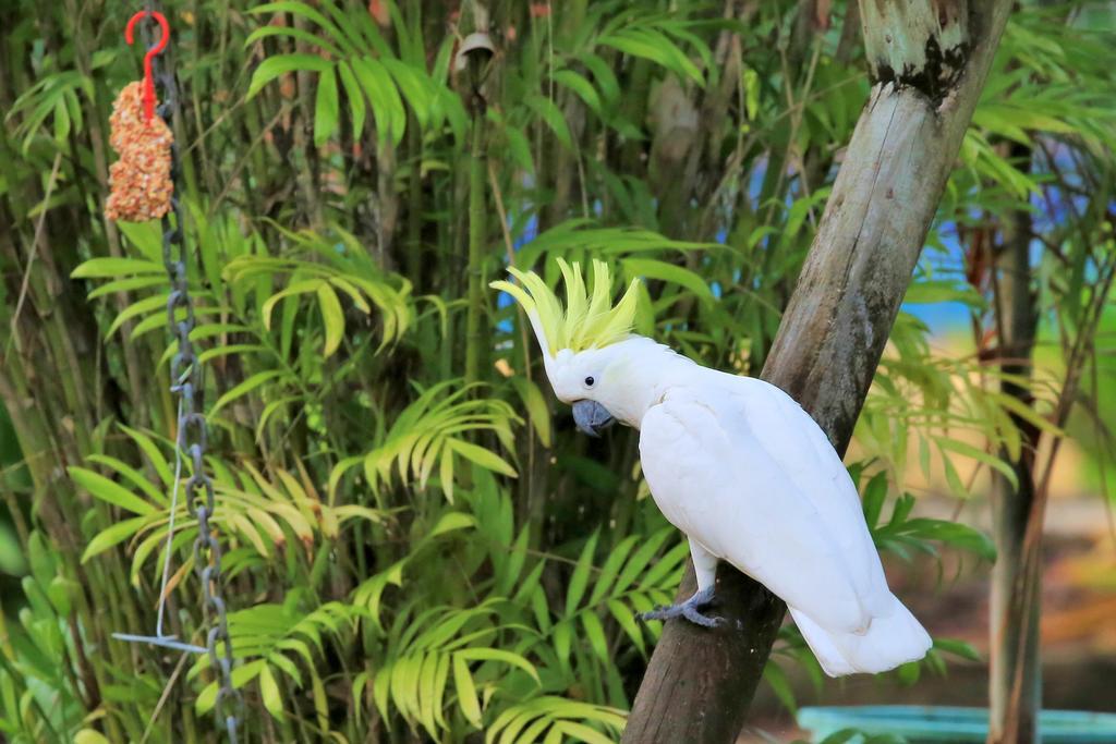 Big4 Whitsundays Tropical Eco Resort Airlie Beach Ngoại thất bức ảnh